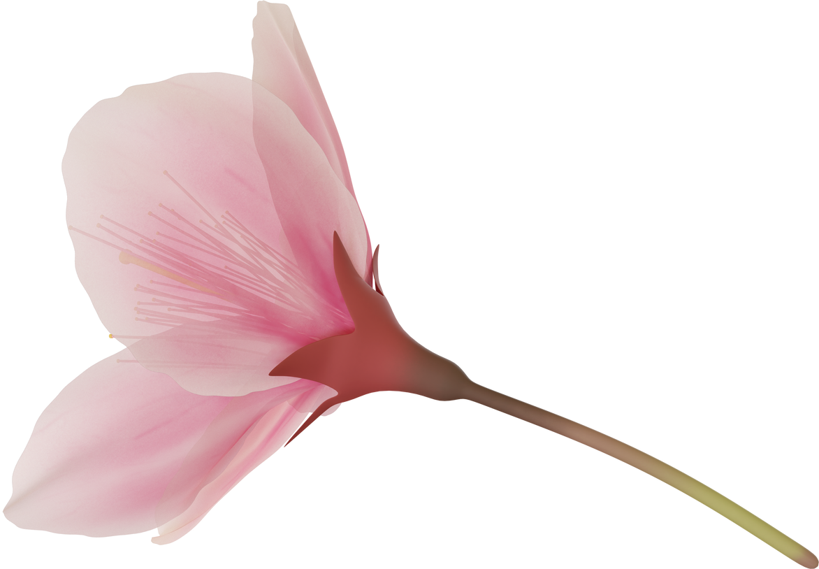 pink cherry blossom flower